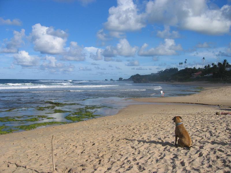 Round House Hotel Bathsheba Exterior photo